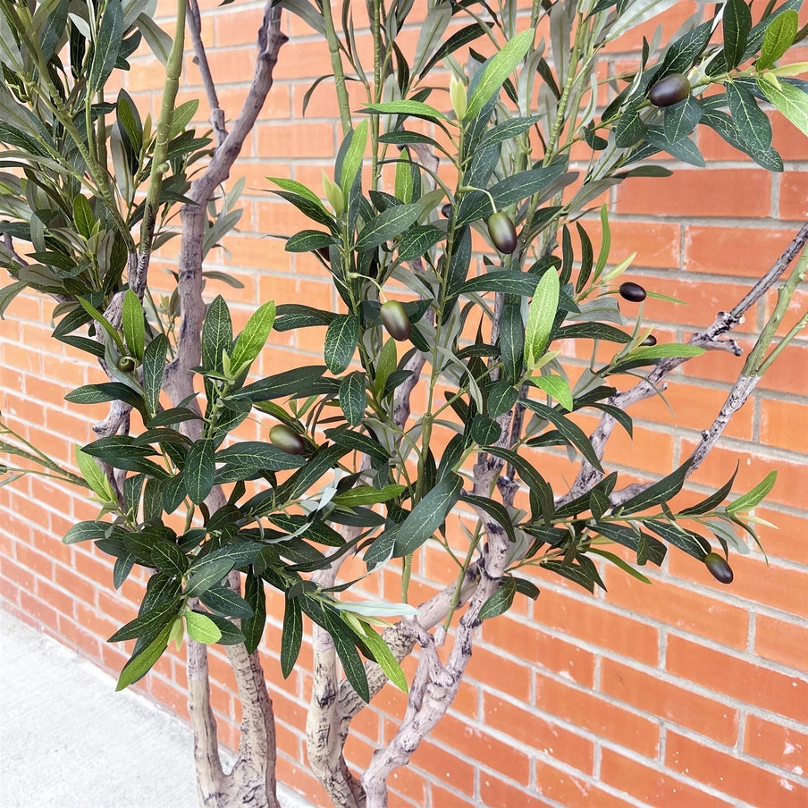 250cm Xxl Olive Tree - Horizon and Stone