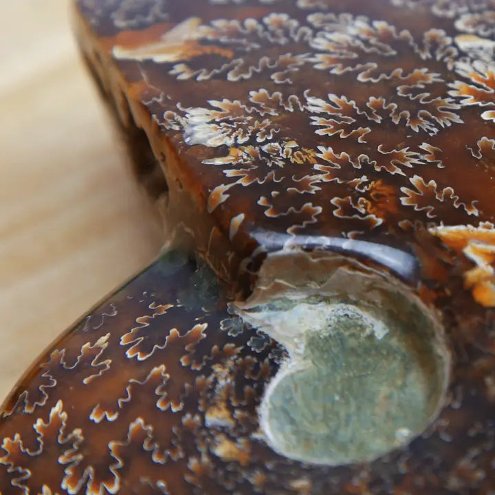 Giant Polished Madagascan Ammonite Bespoke Steel Stand