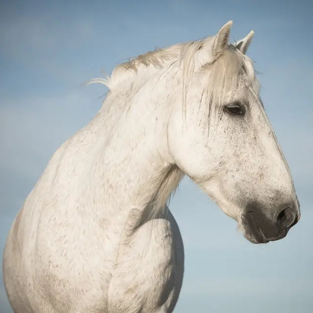 Equine Perfection Iv - Horizon and Stone