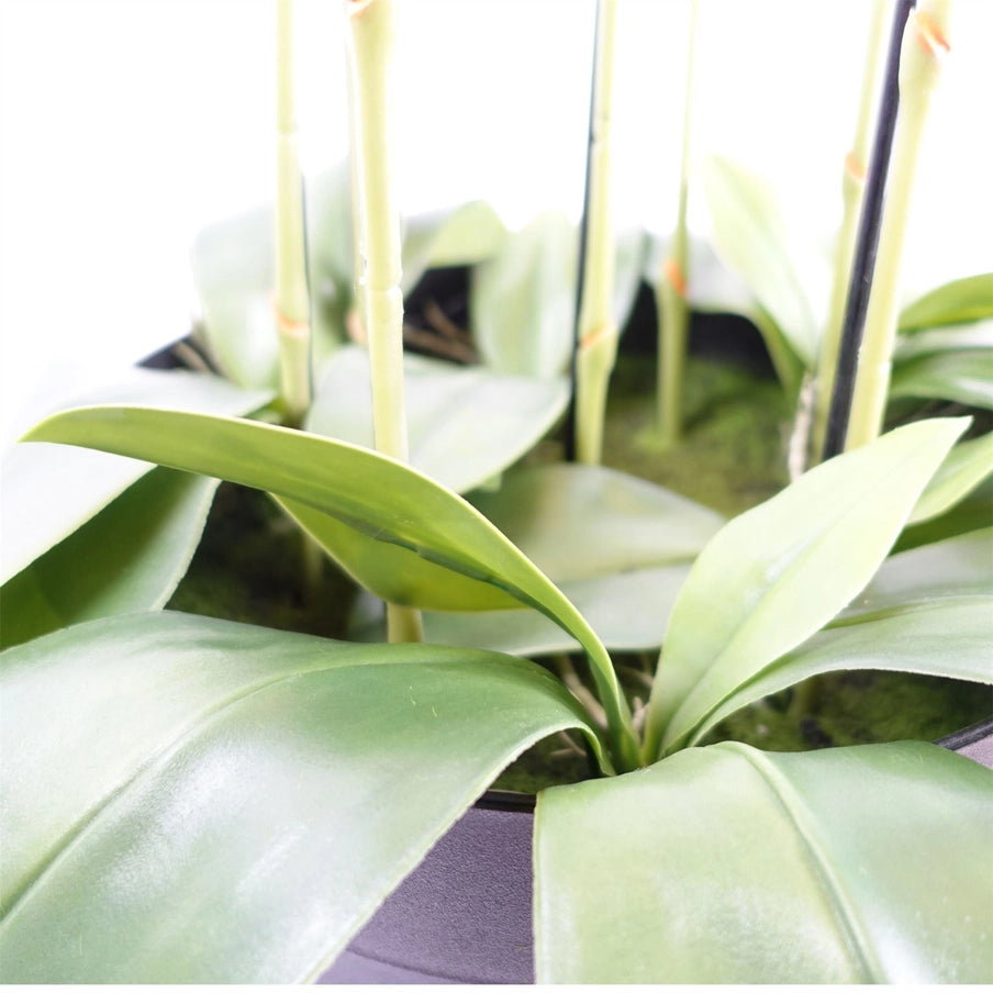Giant White Orchid Plant Artificial 189 Flowers Real Touch - Horizon and Stone 