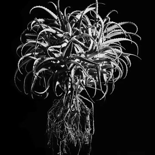 David Ballam - Aloe 11