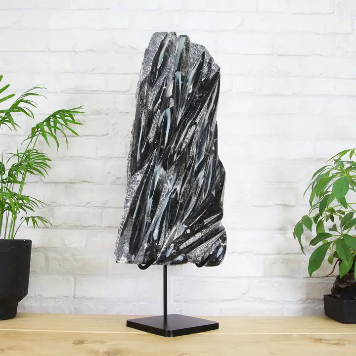 Xl Orthocera Black Marble Authentic Bespoke Steel Stand  - MIN 2 IN ORDER - Horizon and Stone 