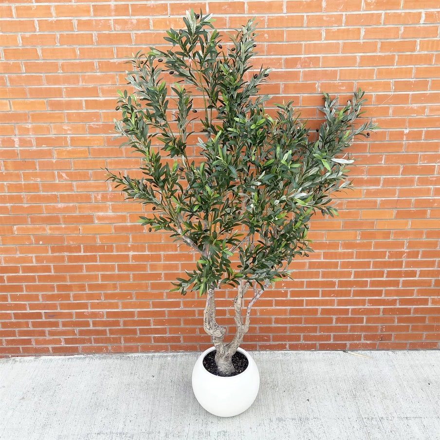 250cm Xxl Olive Tree - Horizon and Stone 