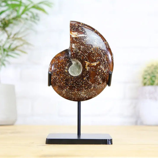 Giant Polished Madagascan Ammonite Bespoke Steel Stand