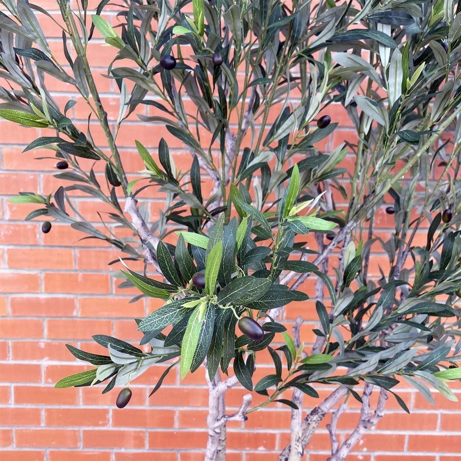 250cm Xxl Olive Tree - Horizon and Stone 