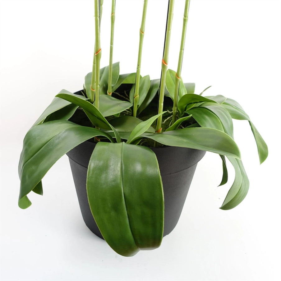 Giant White Orchid Plant Artificial 189 Flowers Real Touch - Horizon and Stone 