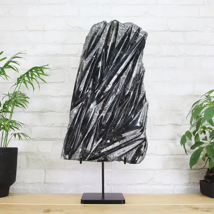 Xl Orthocera Black Marble Authentic Bespoke Steel Stand  - MIN 2 IN ORDER - Horizon and Stone 