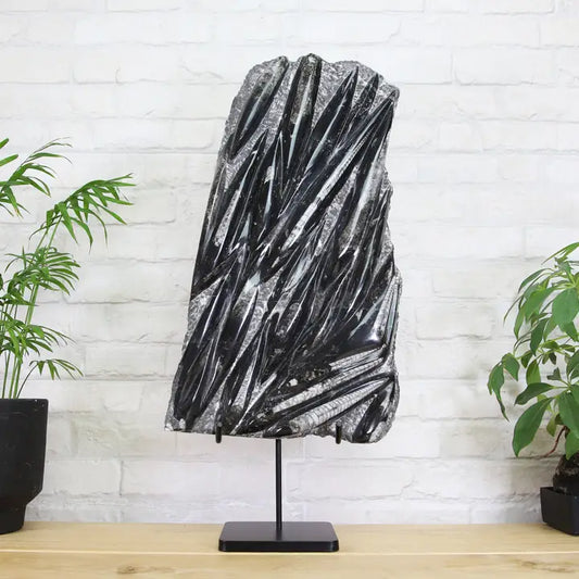 Xl Orthocera Black Marble Authentic Bespoke Steel Stand  - MIN 2 IN ORDER - Horizon and Stone 
