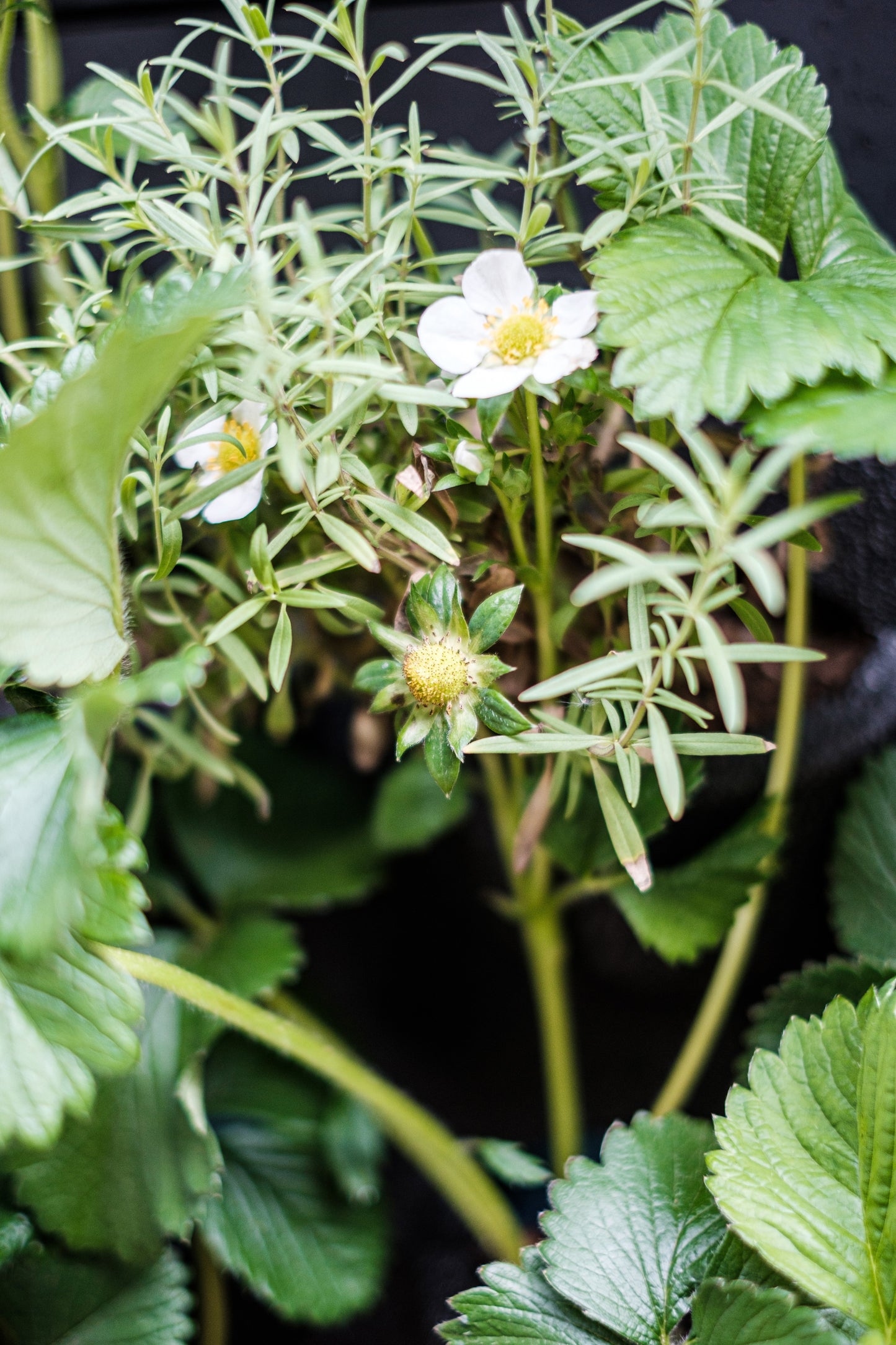 LivePanel Outdoor Living Wall