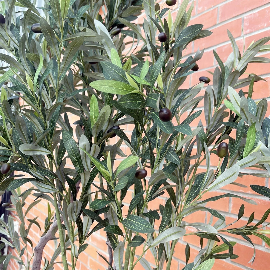 250cm Xxl Olive Tree - Horizon and Stone 