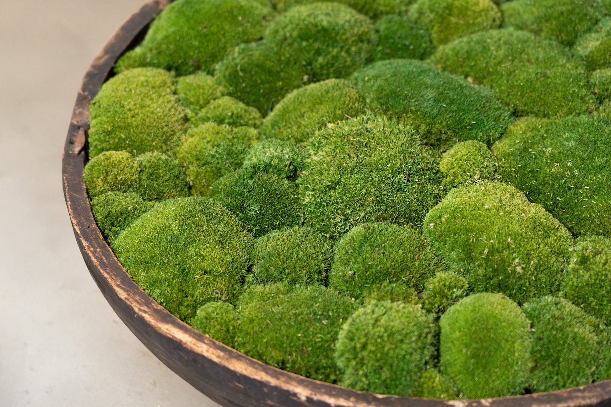 Vintage Wooden Bowl with moss FR59 - Horizon and Stone 