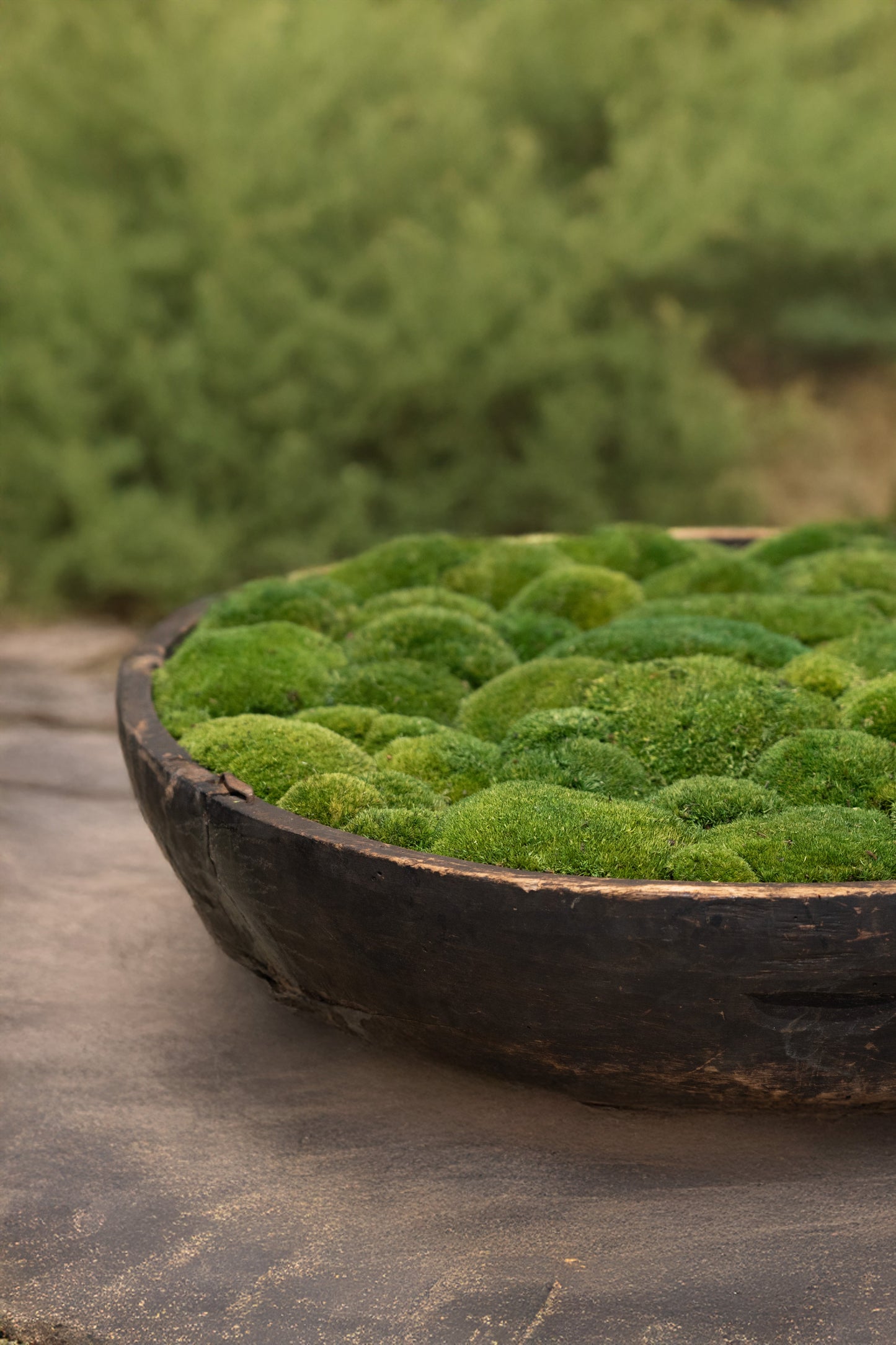 Vintage Wooden Bowl with moss FR59 - Horizon and Stone 