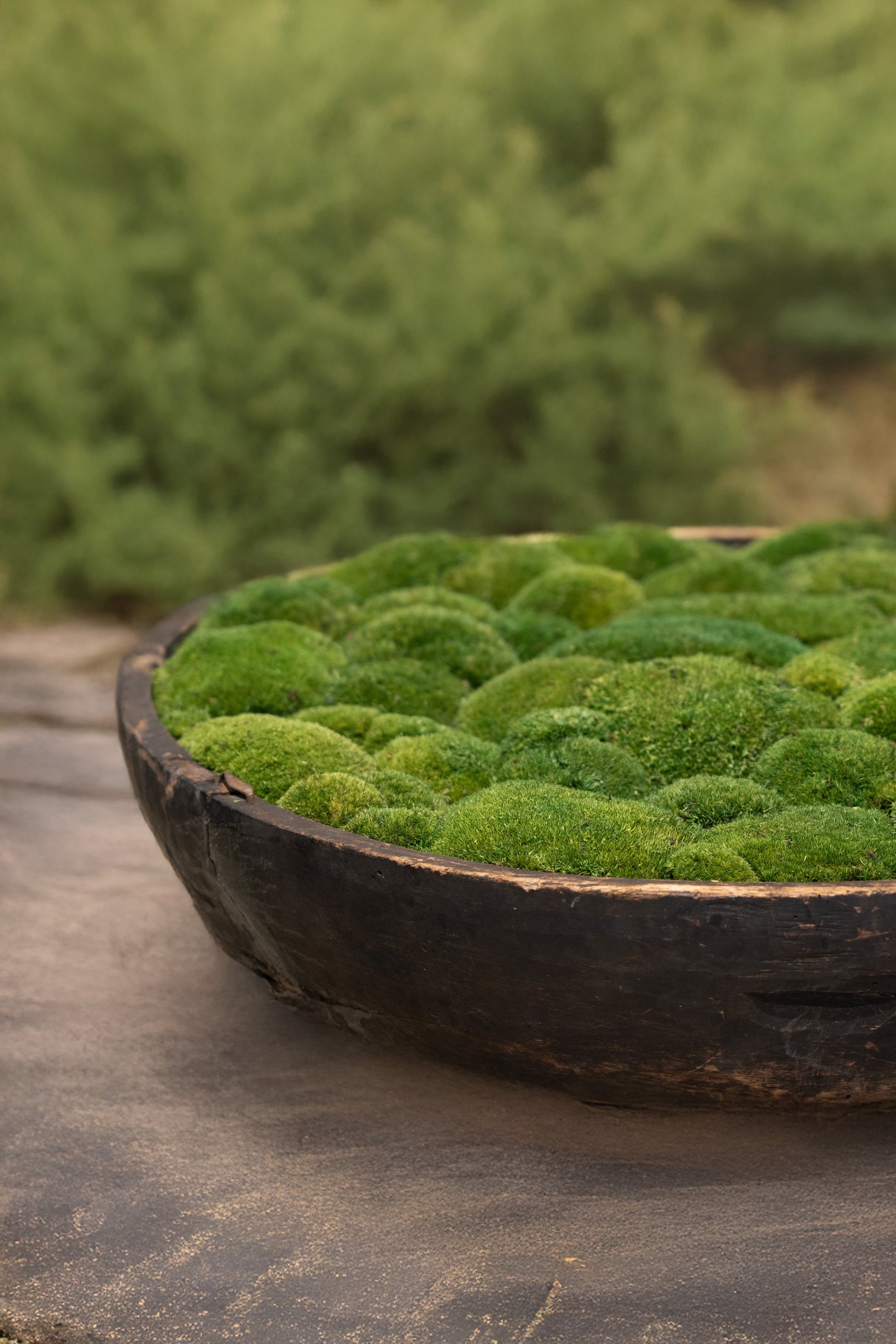 Vintage Wooden Bowl with moss FR59 - Horizon and Stone 